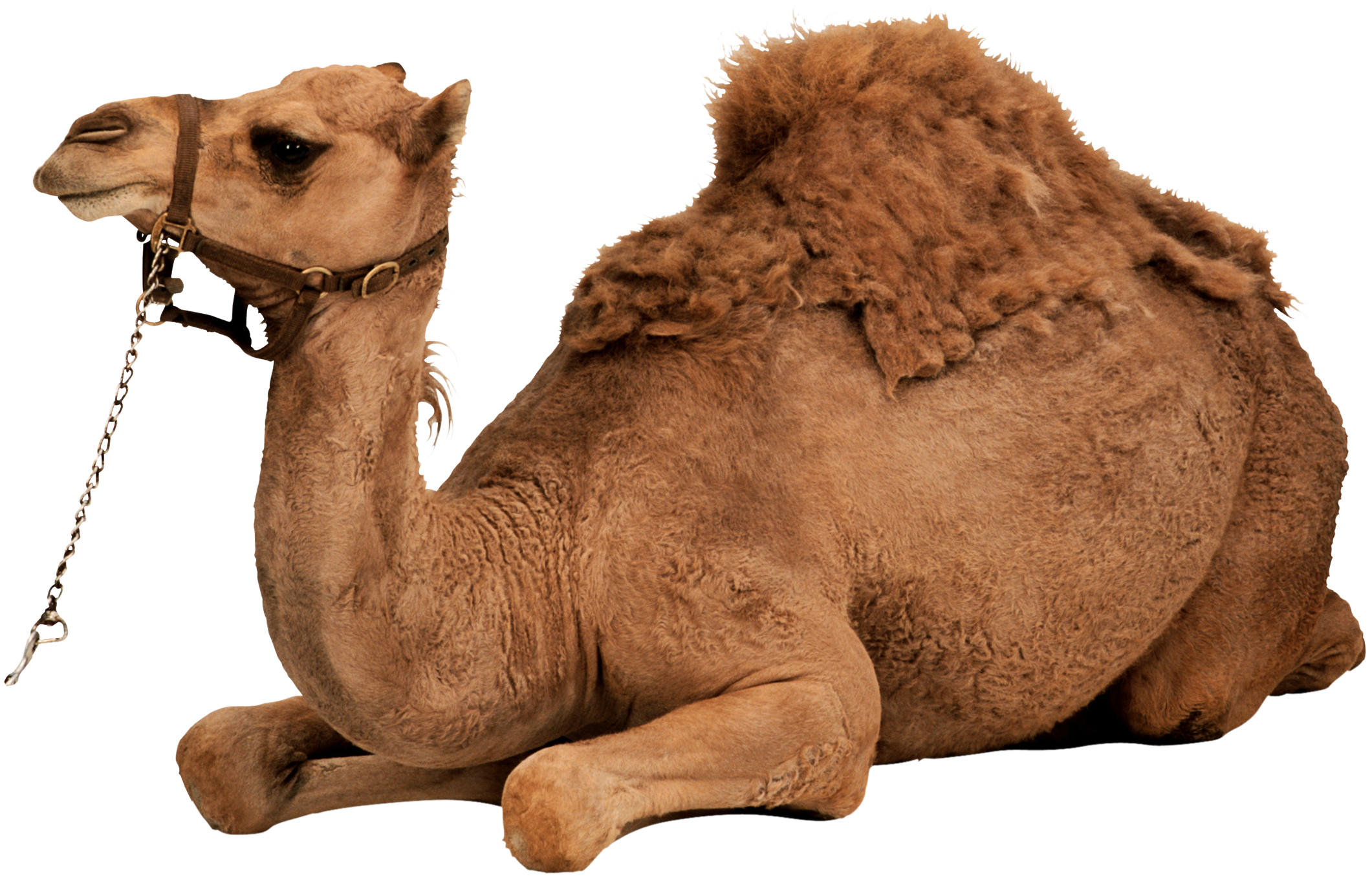 Camel Deal